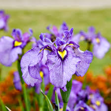 Japanese Iris flower seeds