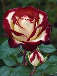 Maroon and White Rose Flower Seeds for Planting – Heirloom Non-GMO Garden Seeds