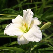 White Hemerocallis flower seeds