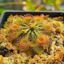 Yellow Sundew flower seeds
