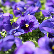 Violet Pansy flower seeds