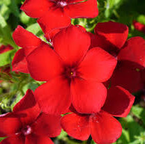Red Phlox plant