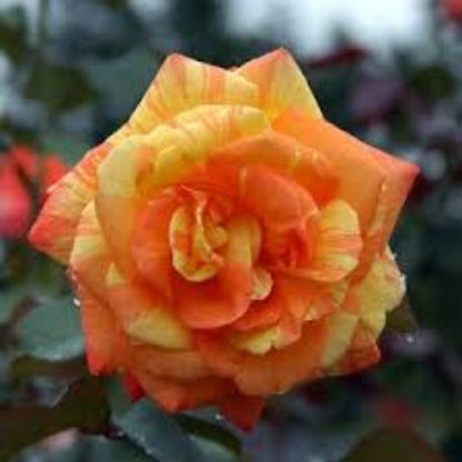 Rainbow Rose Flower plant