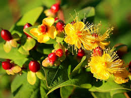 Hypericum flower seeds