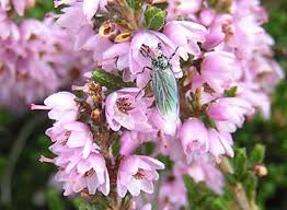 Calluna Vulgaris flower seeds
