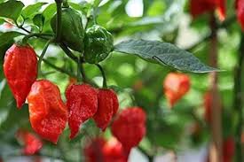 Scorpion Pepper Seeds