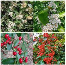 Red Pyracantha flower seeds