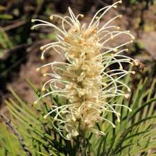 White Grevillea flower seeds