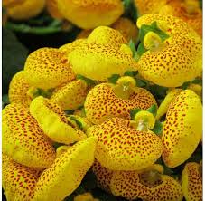 Yellow Calceolaria flower seeds