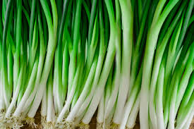 Scallion Seeds for Planting – Heirloom Non-GMO Garden Seeds