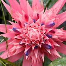 Pink Bromeliad flower seeds