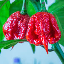Trinidad Scorpion Pepper Seeds