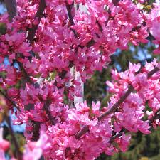 Brown Redbud flower seeds