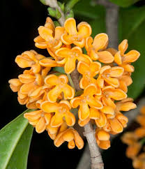 Osmanthus Orange flower seeds