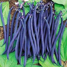 Purple Violet Bean Seeds for Planting – Heirloom Garden Seeds