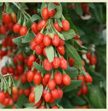 Red Goji Fruit Seeds for Planting – Heirloom Non-GMO Garden Seeds