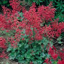 Bressingham Perennial flower seeds