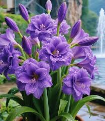 Purple Amaryllis flower seeds