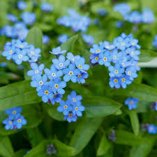 Sky Blue flower seeds