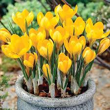 Light Yellow flower seeds