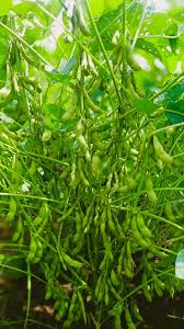 Edamame Soybean Seeds for Planting – Heirloom Garden Seeds