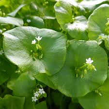 Green Claytonia flower seeds