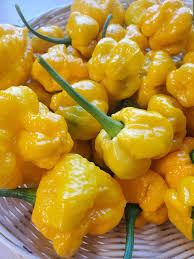 MOA Scotch Bonnet Pepper Seeds