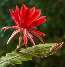 Red Epiphyllum flower seeds