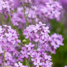 Hesperis flower seeds