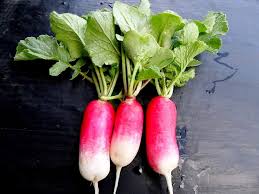 Radish Seeds for Planting – Fast Growing Garden Radish Seeds