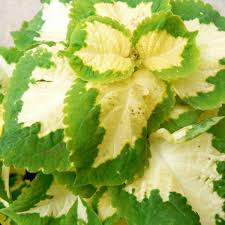 Green White flower seeds