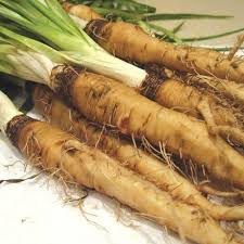 Salsify Seeds for Planting – Heirloom Root Vegetable Seeds