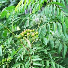 Curry Leaf Seeds