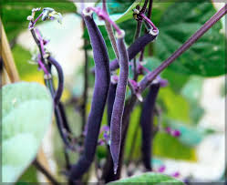 Black Bean Seeds for Planting – Heirloom Non-GMO Garden Seeds