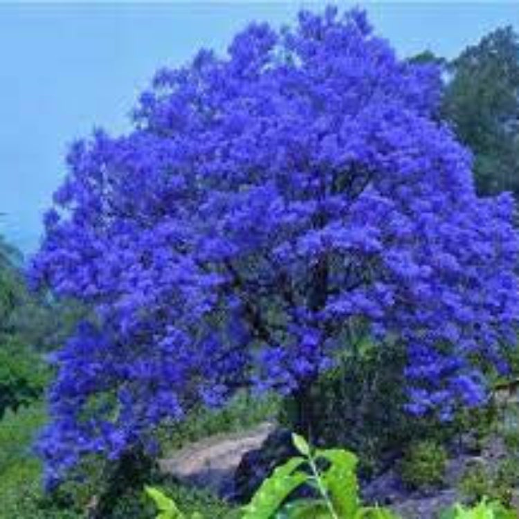 Blue Jacaranda plant