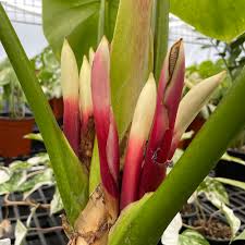 Philodendron flower seeds
