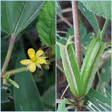 Corchorus flower seeds