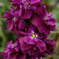 Deep Purple flower seeds