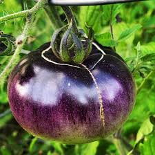 Lavender Tomato Seeds for Planting – Rare Heirloom Garden Seeds