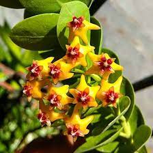 Yellow Maroon flower seeds