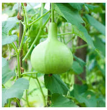 Round Bottle Gourd Seeds for Planting – Heirloom Garden Seeds