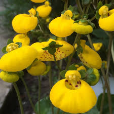 Light Yellow flower seeds