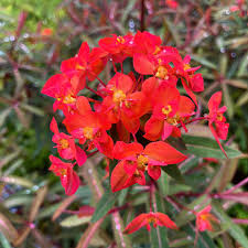 Red Euphorbia flower seeds