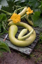 Tromboncino Squash Seeds for Planting – Heirloom Non-GMO Garden Seeds