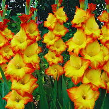 Yellow Orange flower seeds