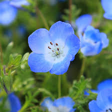 Light Blue flower seeds