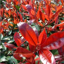Photinia Serrulata flower seeds