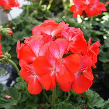 Red Pelargonium flower seeds