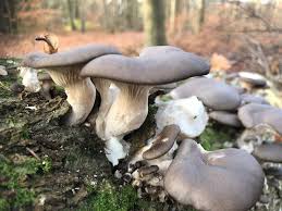 Oyster Mushroom Spores for Growing – Gourmet Mushroom Culture