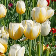 Yellow White flower seeds